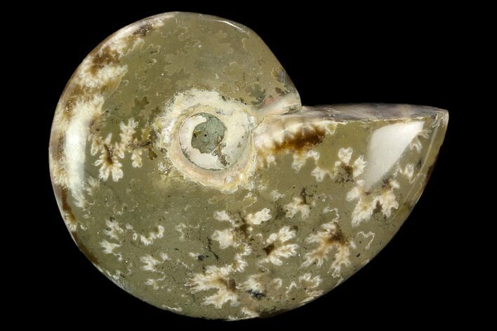 Polished, Agatized Ammonite (Cleoniceras) - Madagascar #119235
